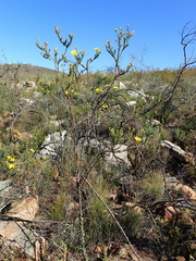 Osteospermum polygaloides