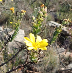 Osteospermum polygaloides