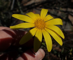Osteospermum polygaloides
