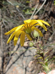Osteospermum polygaloides