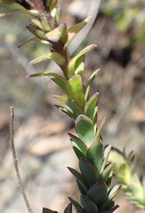 Osteospermum polygaloides