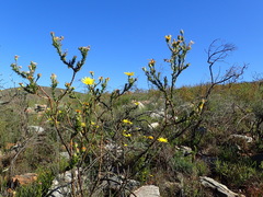 Osteospermum polygaloides