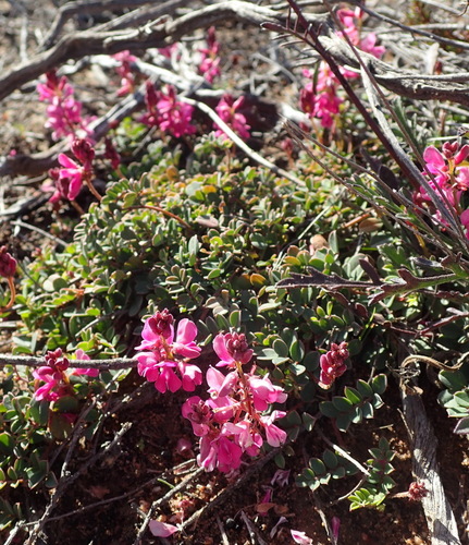 Image of Indigofera karooica by (c) Nicola van Berkel, some rights reserved (CC BY-SA)