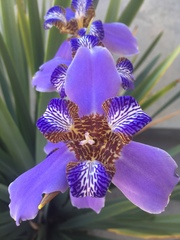 Trimezia coerulea