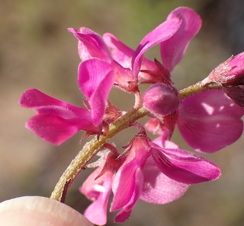 Image of Indigofera karooica by (c) Nicola van Berkel, some rights reserved (CC BY-SA)