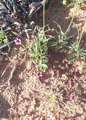Diascia maculata