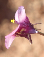 Diascia maculata