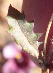 Diascia maculata