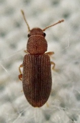 Berginus tamarisci