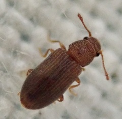 Berginus tamarisci