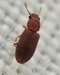 Berginus tamarisci