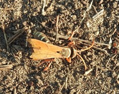 Parabatozonus lacerticida