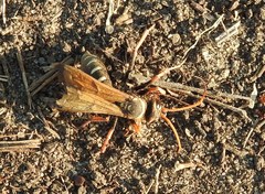 Parabatozonus lacerticida