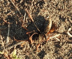 Parabatozonus lacerticida