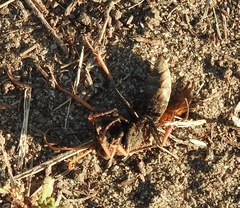 Parabatozonus lacerticida