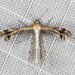 Spiderling Plume Moth - Photo (c) Ian McMillan, some rights reserved (CC BY-NC)