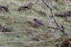 Carpodacus pulcherrimus