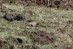 Carpodacus pulcherrimus