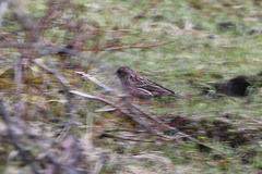 Carpodacus pulcherrimus