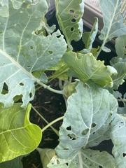 Brassica oleracea gongylodes