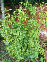 Daphne alpina