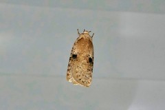 Agonopterix propinquella