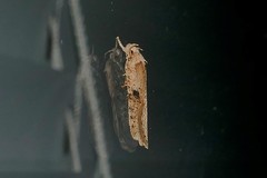 Agonopterix propinquella