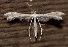 Oxyptilini