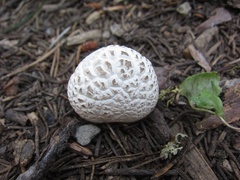 Lycoperdon subcretaceum