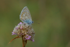 Polyommatus icarus