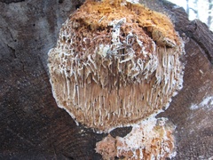 Pycnoporellus alboluteus image