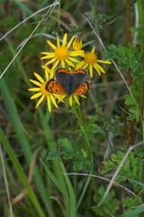 Lycaena phlaeas