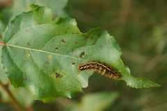 Acronicta rumicis