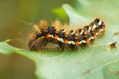 Acronicta rumicis