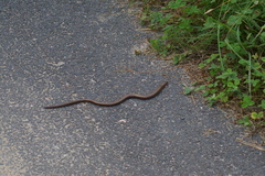 Anguis fragilis