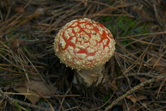 Amanita muscaria