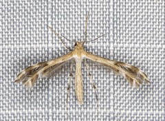 Stangeia xerodes