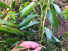 Codonocarpus attenuatus