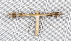 Stangeia xerodes
