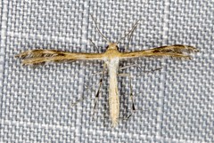 Stangeia xerodes