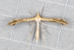 Stangeia xerodes