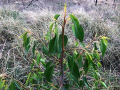 Codonocarpus attenuatus