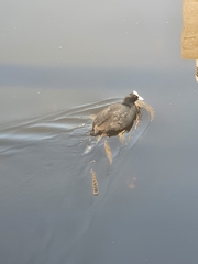 Fulica atra