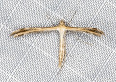 Stangeia xerodes