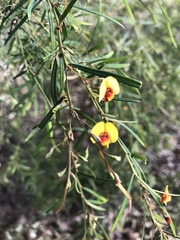 Bossiaea linophylla