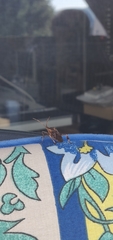 Leptoglossus occidentalis