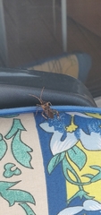 Leptoglossus occidentalis