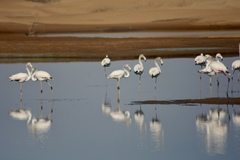 Phoenicopterus roseus