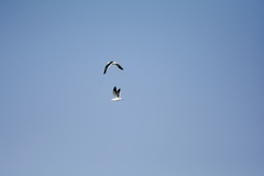 Larus dominicanus vetula