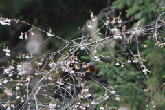 Pyrrhula erythaca